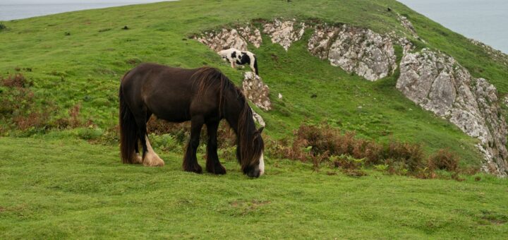 Jižní Wales - Gower